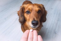 Une personne tendant un médicament à un chien