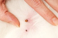 Des tiques sur la peau d'un chien