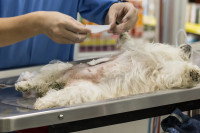 Un chien allongé sur le dos sur la table d'opération d'un vétérinaire en train de le stériliser