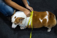 Une personne en train de mesurer le tour de taille de son chien