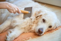 Un chien blanc allongé sur un tapis et en train de se faire brosser les poils