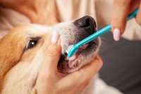 Une personne brossant les dents de son chien