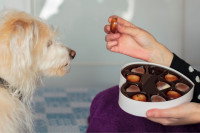 Une femme tendant un chocolat à son chien