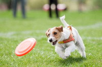 Un chien courant après un frisbee sur du gazon