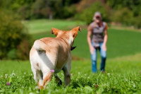 Un chien dans un champ se dirigeant vers son maître qui lui demande de revenir