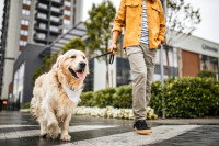 Une personne traversant à un passage piéton avec son chien en laisse