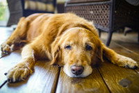 Un vieux chien allongé sur un sol en bois