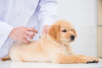 Un chiot se faisant vacciner par un vétérinaire