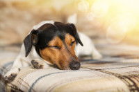 Un petit chien fiévreux couché sur un drap