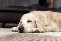 Un chien malade couché sur le sol du salon
