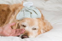 Un chien fiévreux couché sur un lit