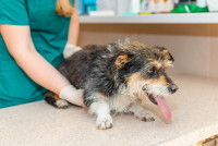 Une vétérinaire examine un vieux chien malade