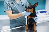 Un vétérinaire s'occupe d'un petit chien malade