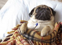 Un Carlin malade couché sous une couverture avec un thermomètre