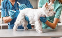 Un vétérinaire prend la température d'un petit chien