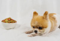 Un petit chien refuse de manger son bol de croquettes