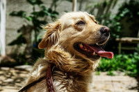 Que faire si mon chien a de la fièvre ?