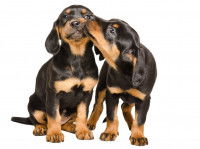 La contagion entre chiens