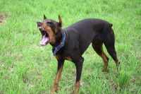 Un Dobermann agressif aboie