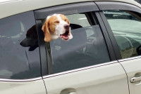 Un Beagle passe la tête par la fenêtre de la voiture