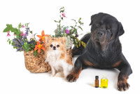 Deux chiens allongés à côté de fleurs