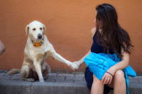 Un chien tient la main de sa maîtresse