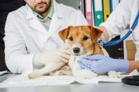 Un chien examiné par un vétérinaire