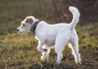 Un petit chien avec une fracture à la patte avant