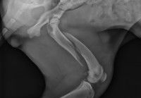 Une radiographie d'un chien avec une patte cassée