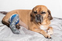 Un petit chien avec une patte dans le plâtre