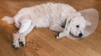 Un Caniche avec un plâtre et une collerette est couché sur le sol