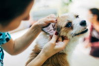 Une femme examine l'oreille de son chien