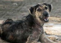 Un vieux chien souffrant de la gale allongé dans la rue