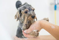 Une femme fait un shampoing à un petit chien