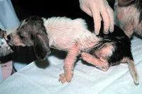 Un jeune chien atteint de gale sarcoptique