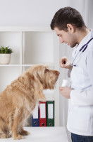 Le traitement de la giardiose chez le chien