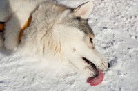 Un chien Husky est inconscient, couché dans la neige et langue dehors