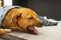 Un chien allongé sur le sol en train de s'étouffer