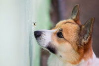 Un chien Corgi observe une guêpe