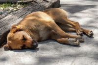 Un chien couché au soleil