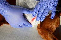 Un homme fait un pansement à un chien qui saigne