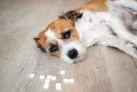 Un chien s'est intoxiqué avec des médicaments