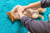 Un homme fait un massage cardiaque à un petit chien