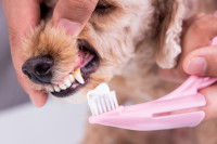 Un chien se fait brosser les dents avec un doigtier et du dentifrice
