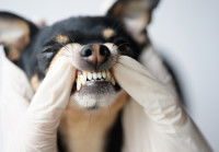 Un Chihuahua se fait examiner les dents par un vétérinaire