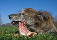 Chien mangeant une carcasse de lapin