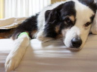 Chien malade allongé dans un lit sous une couverture