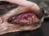 Chien ayant des gencives rouges et enflées et des dents couvertes de tartre