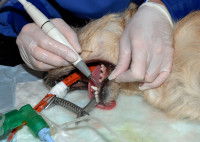 Vétérinaire en train de détartrer les dents d'un chien