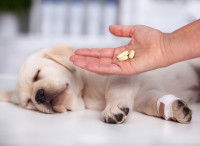 Un vétérinaire donne des antibiotiques à un chiot malade